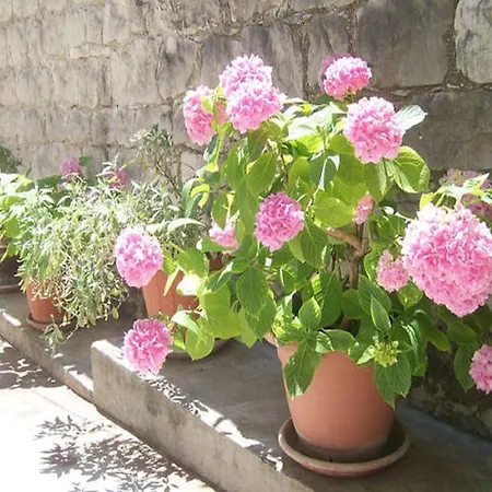 Josip Appartement Split